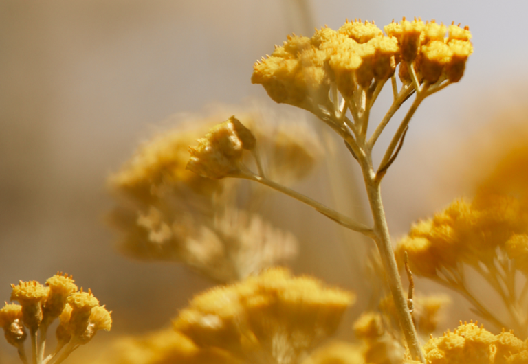 De geschiedenis van de Immortelle