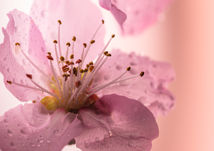 Fleurs de Cerisier (Cherry Blossom)