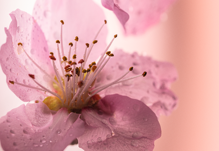 Cherry Blossom