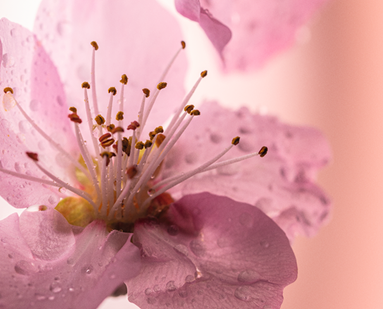 Cherry Blossom
