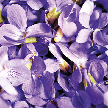 Viooltjesextract