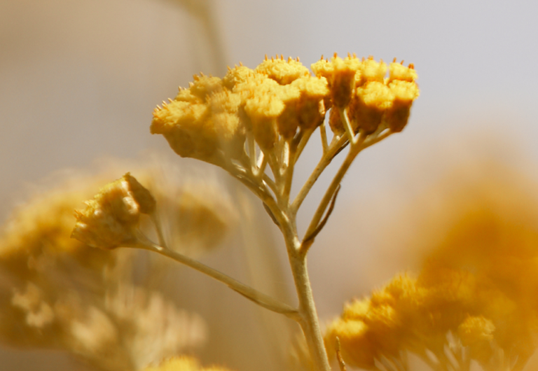 Immortellebloemen