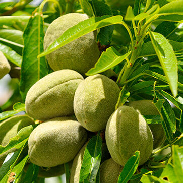Zoete Amandelolie
