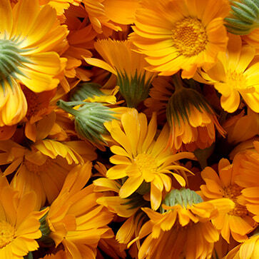 Calendula Bloemen Extract