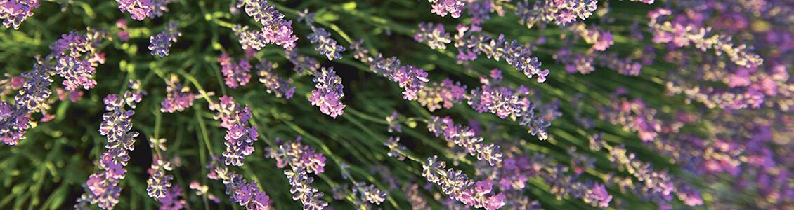 Ontdek de vele voordelen van echte lavendel*!