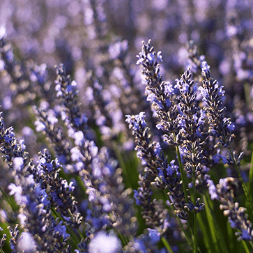 Essenti&euml;le Olie van Lavendel