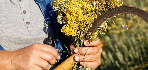 immortelle kweken