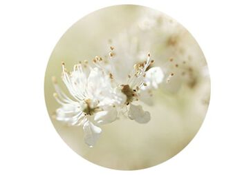 collectie reine blanche Moerasspirea ingredient skincare