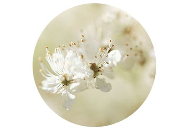 collectie reine blanche Moerasspirea ingredient skincare