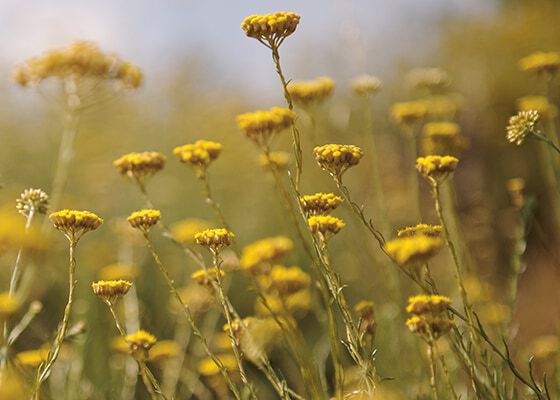 DE DUURZAME VOORZIENING VAN L'OCCITANE