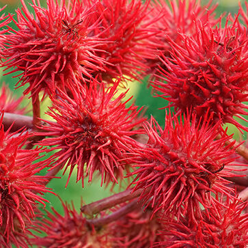 Plantaardige Ricinusolie
