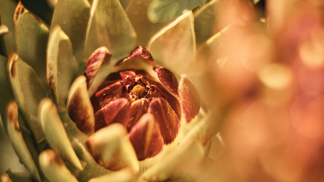 Artisjok ingredient