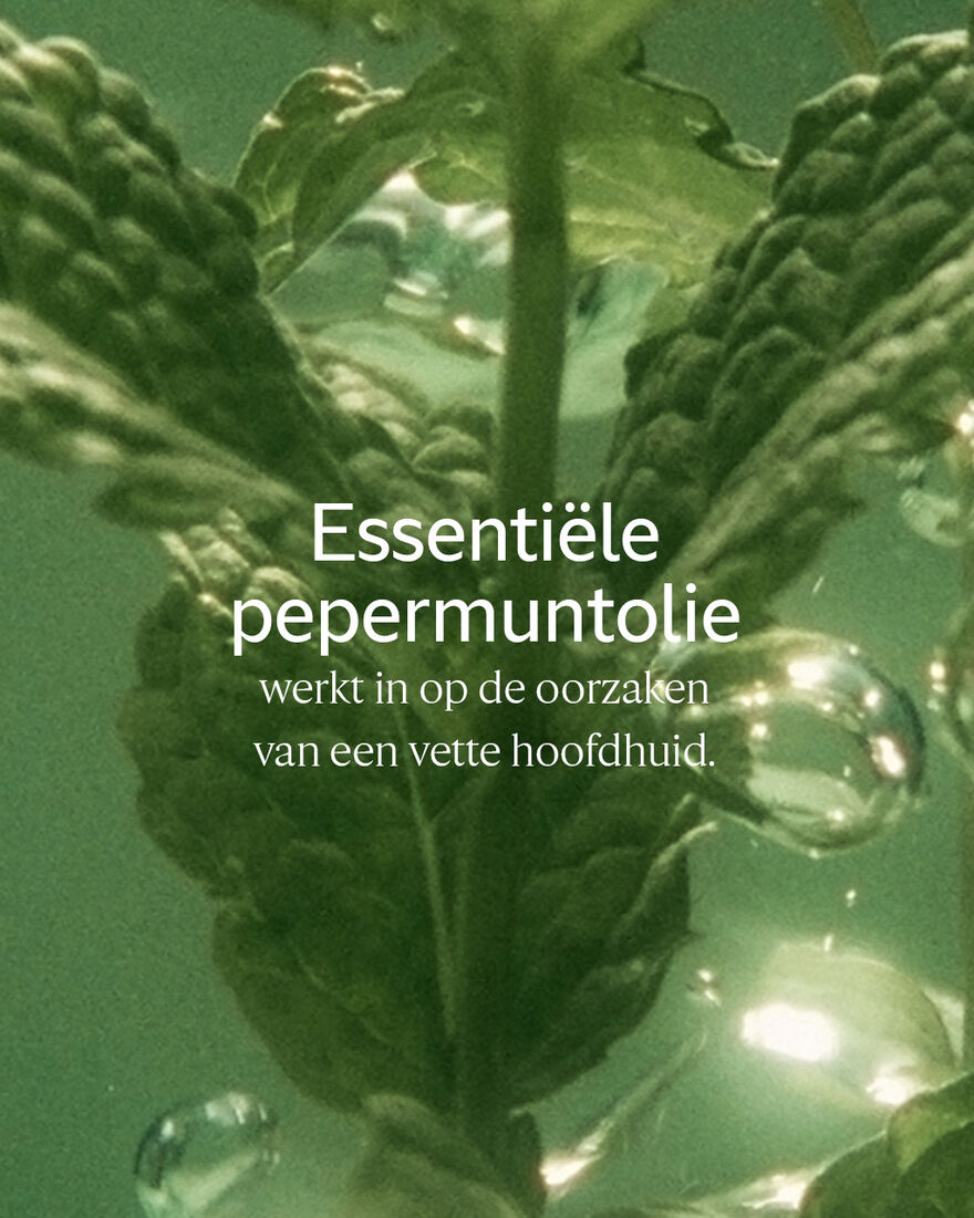 Weergave afbeelding 5/5 van product Aromachology Pure Frisheid Conditioner, , RECT