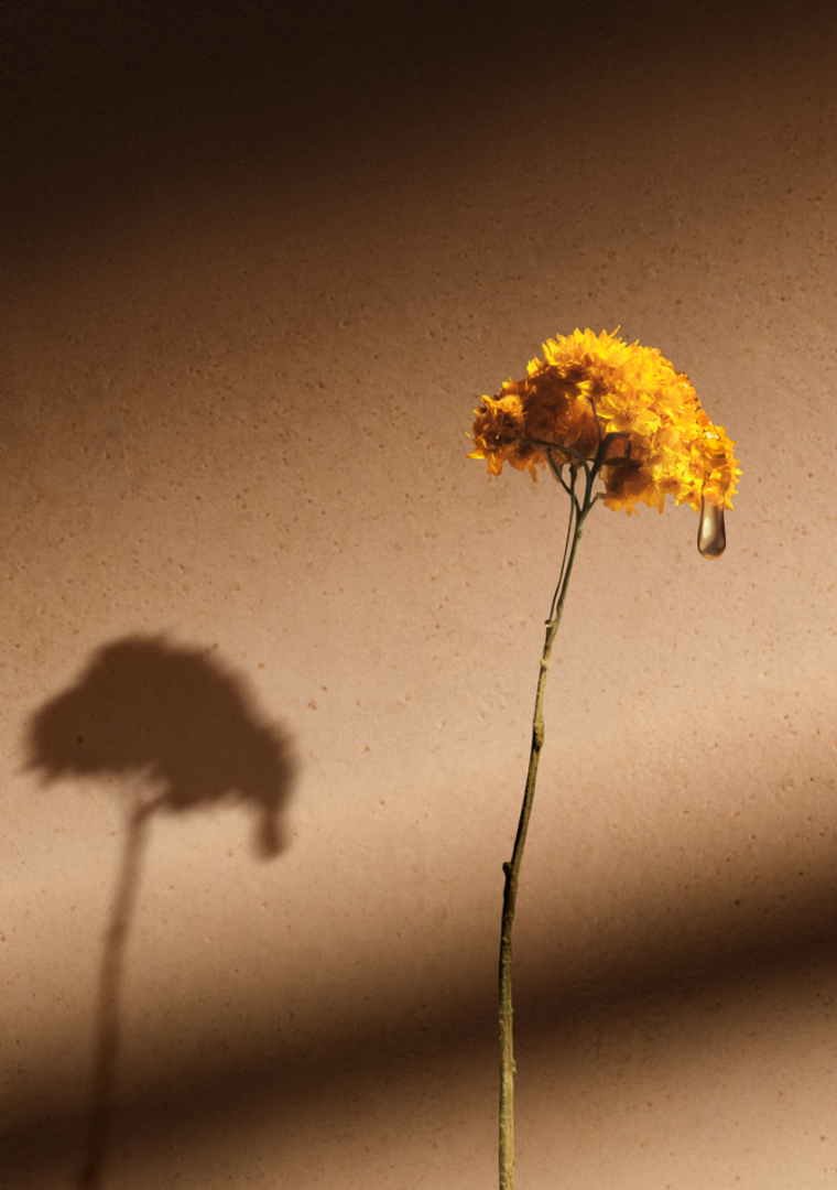 Immortelle