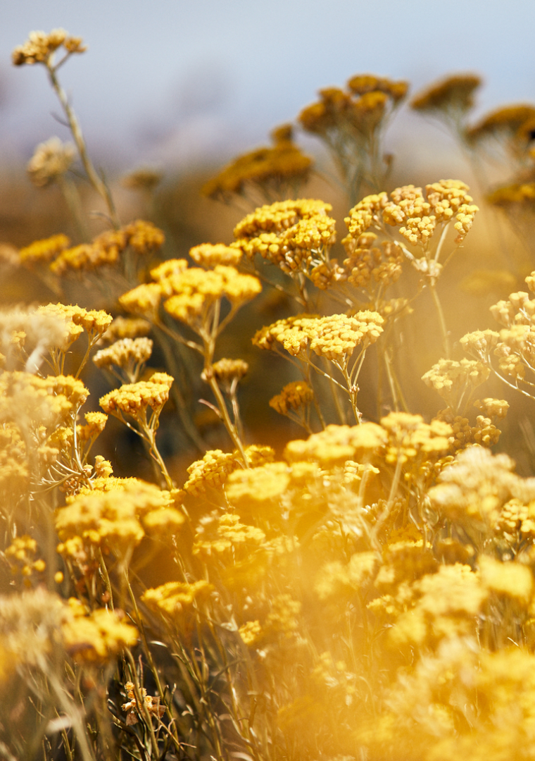 Immortelle